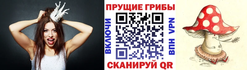 Галлюциногенные грибы Psilocybe  Купить закладки  Павлово 